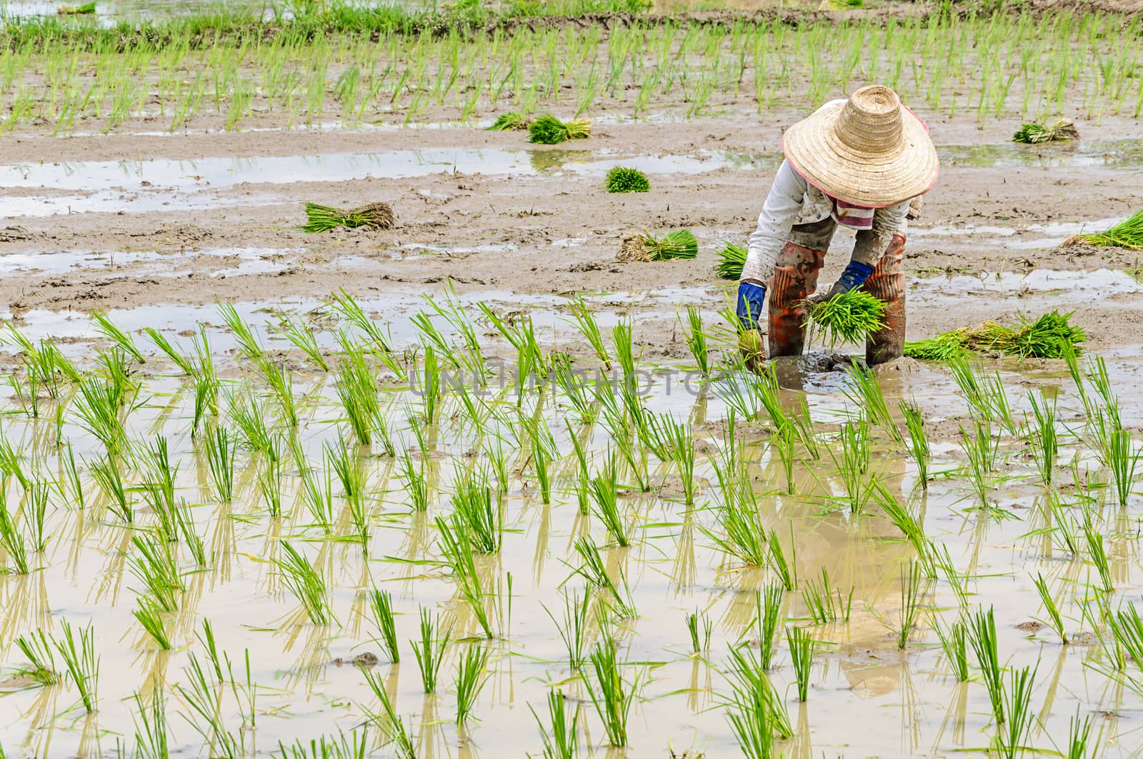 Rice seedling transplanting  by NuwatPhoto