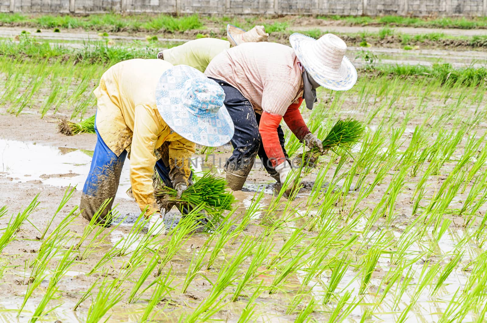 Rice seedling transplanting  by NuwatPhoto