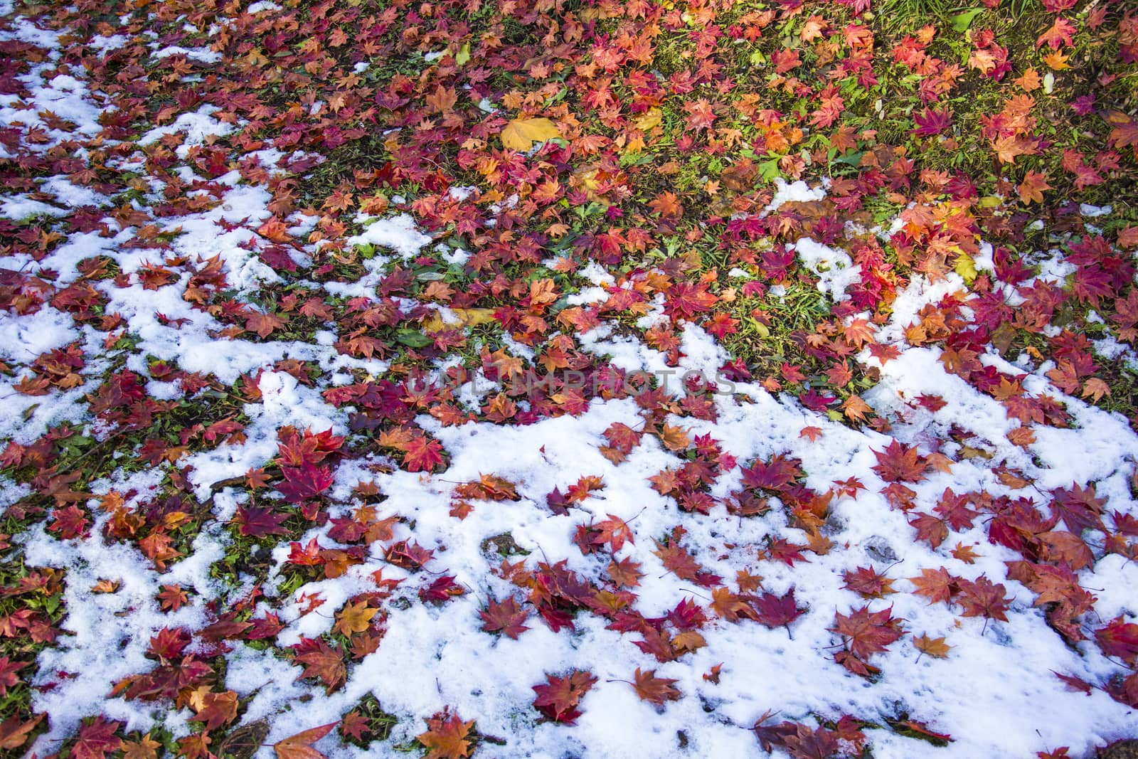 Hakodate autumn season with snow