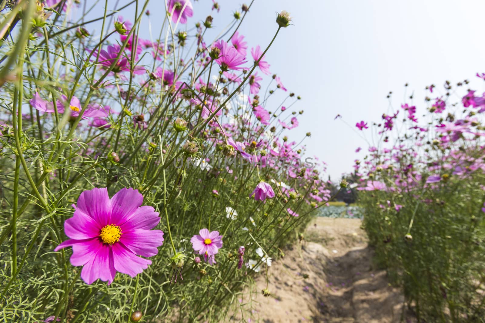 Pink Cosmos flowers fields plant