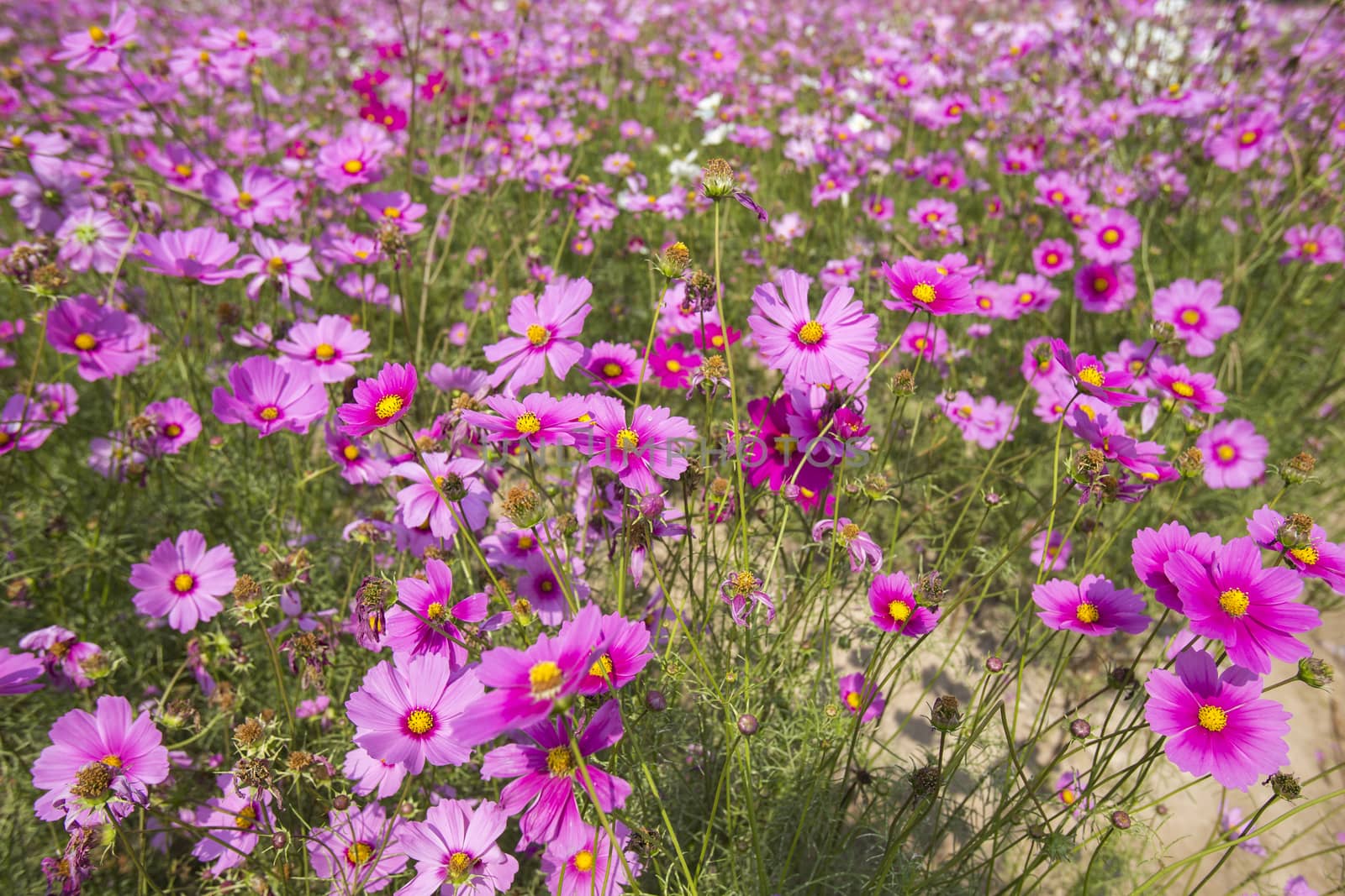 Pink Cosmos flowers fields plant