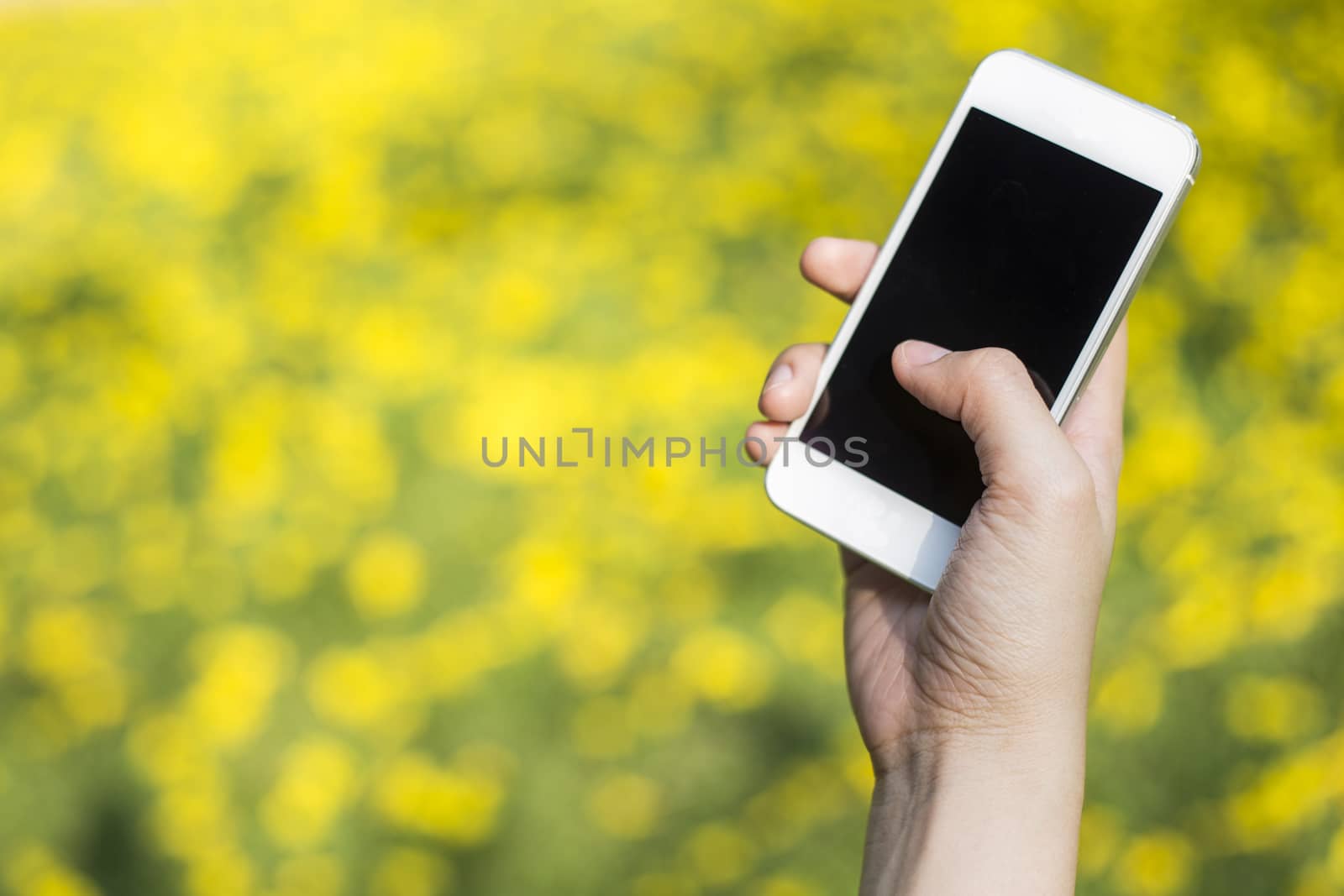 Woman hand holding smartphone against spring green and yellow flowers background