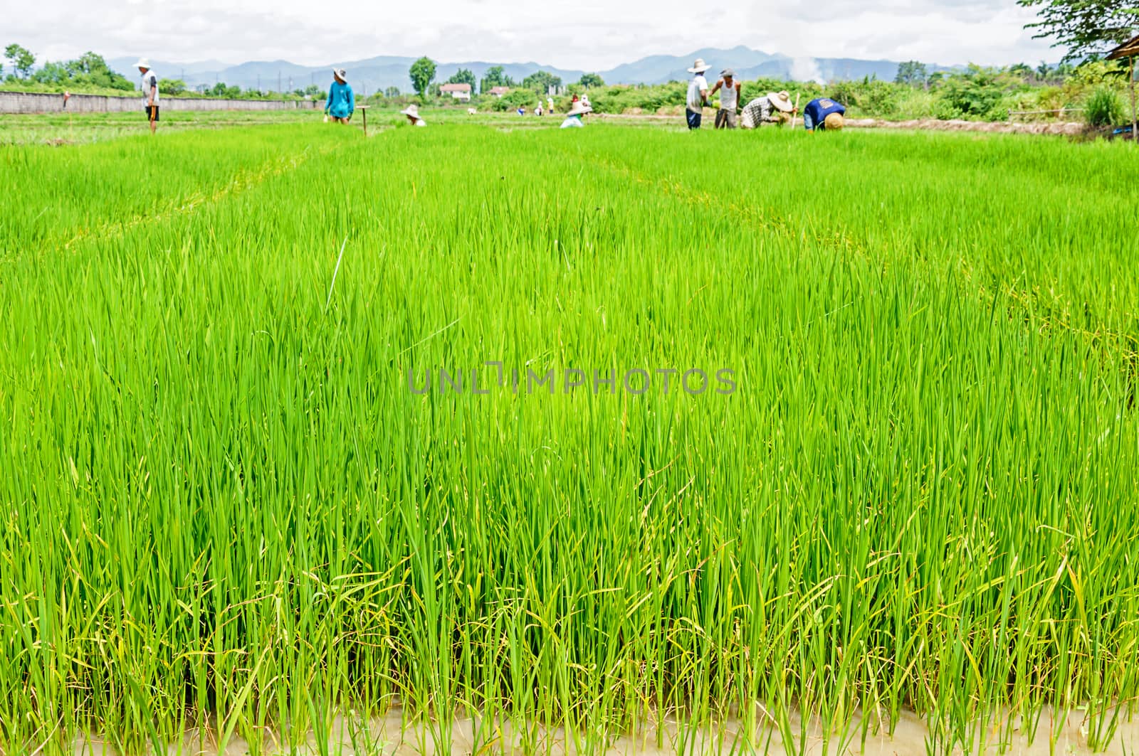 Farmers preparing rice seedlings for planting in northern part of Thailand