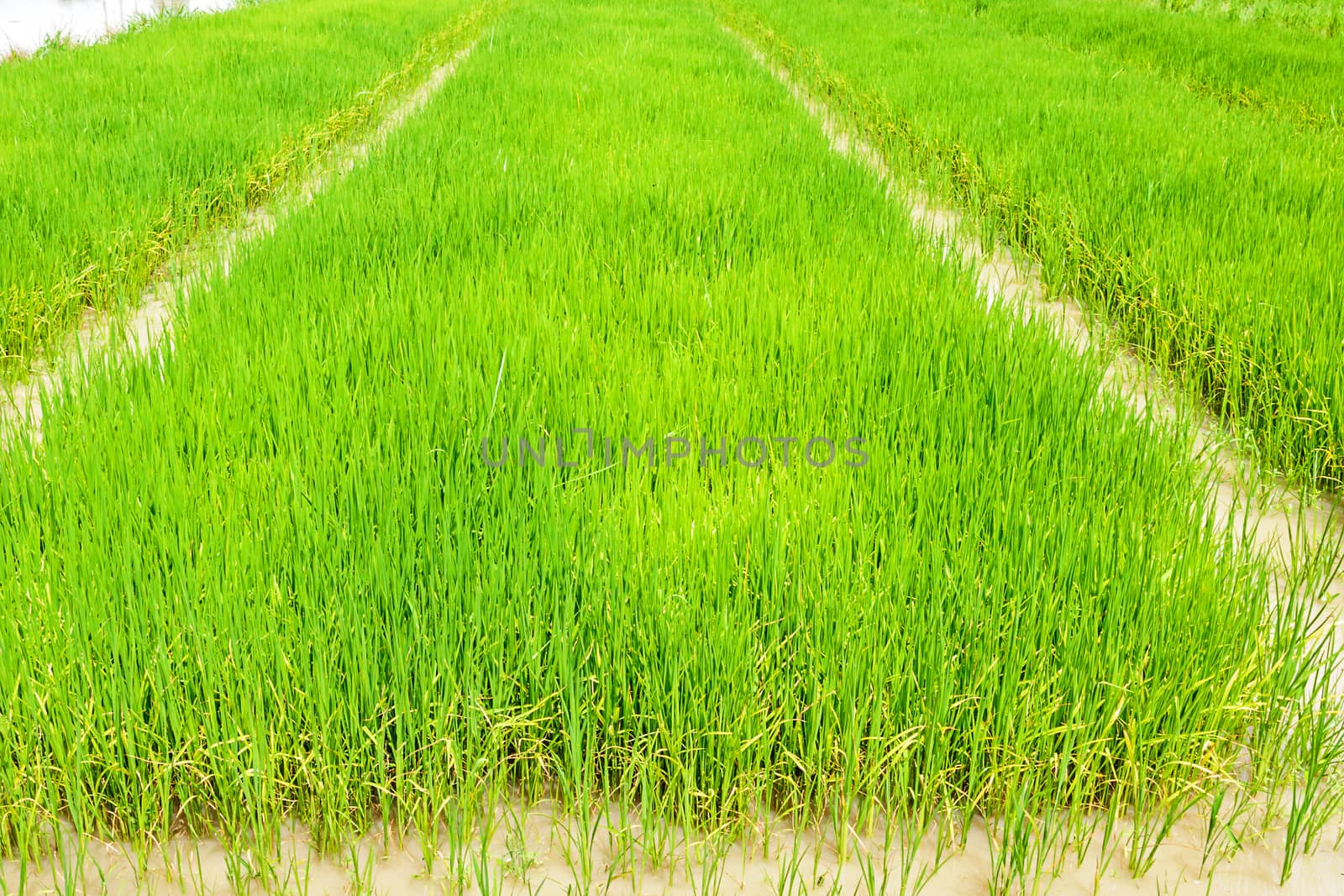 A rice seedlings by NuwatPhoto