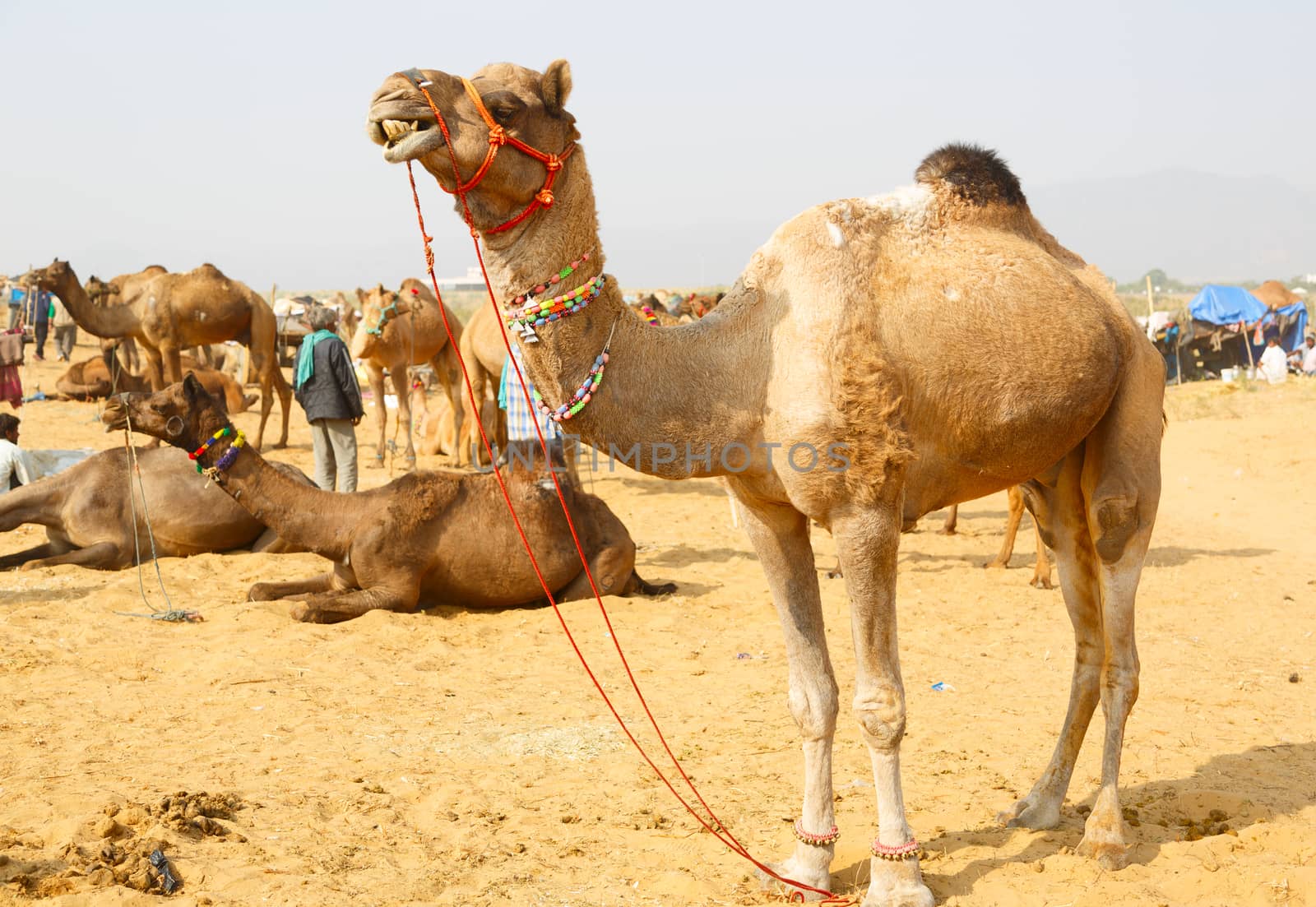 On of the thousands of decorated camels at the Pushkar Fair,held every year in November in Rajasthan.
