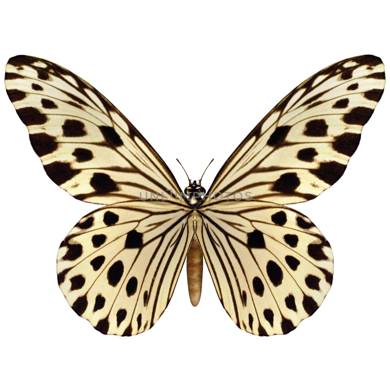 Idea Leuconoe Butterfly  by Vac