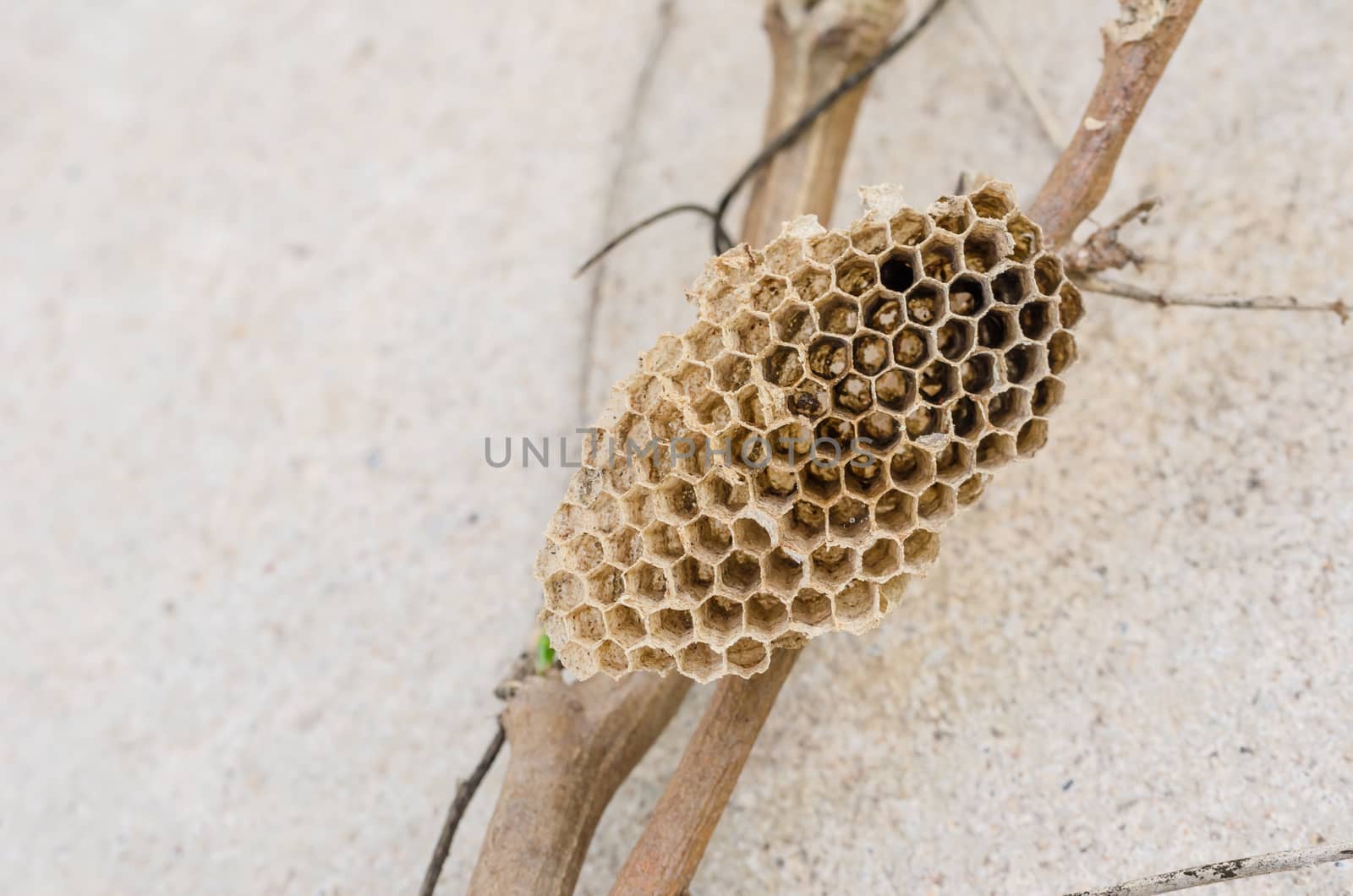 Nest of wasp in the nature or in the garden