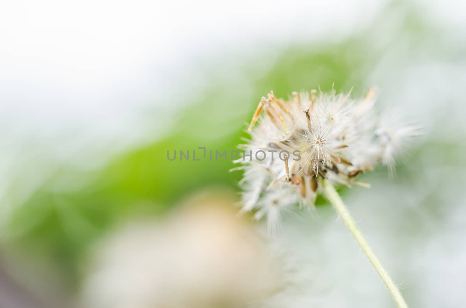 Flower plant weed in the nature or in the garden