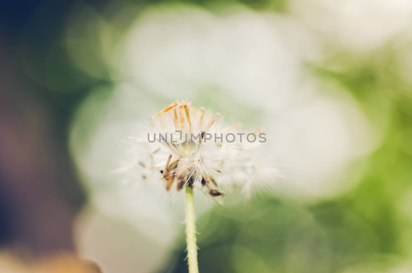 Flower plant weed in the nature or in the garden