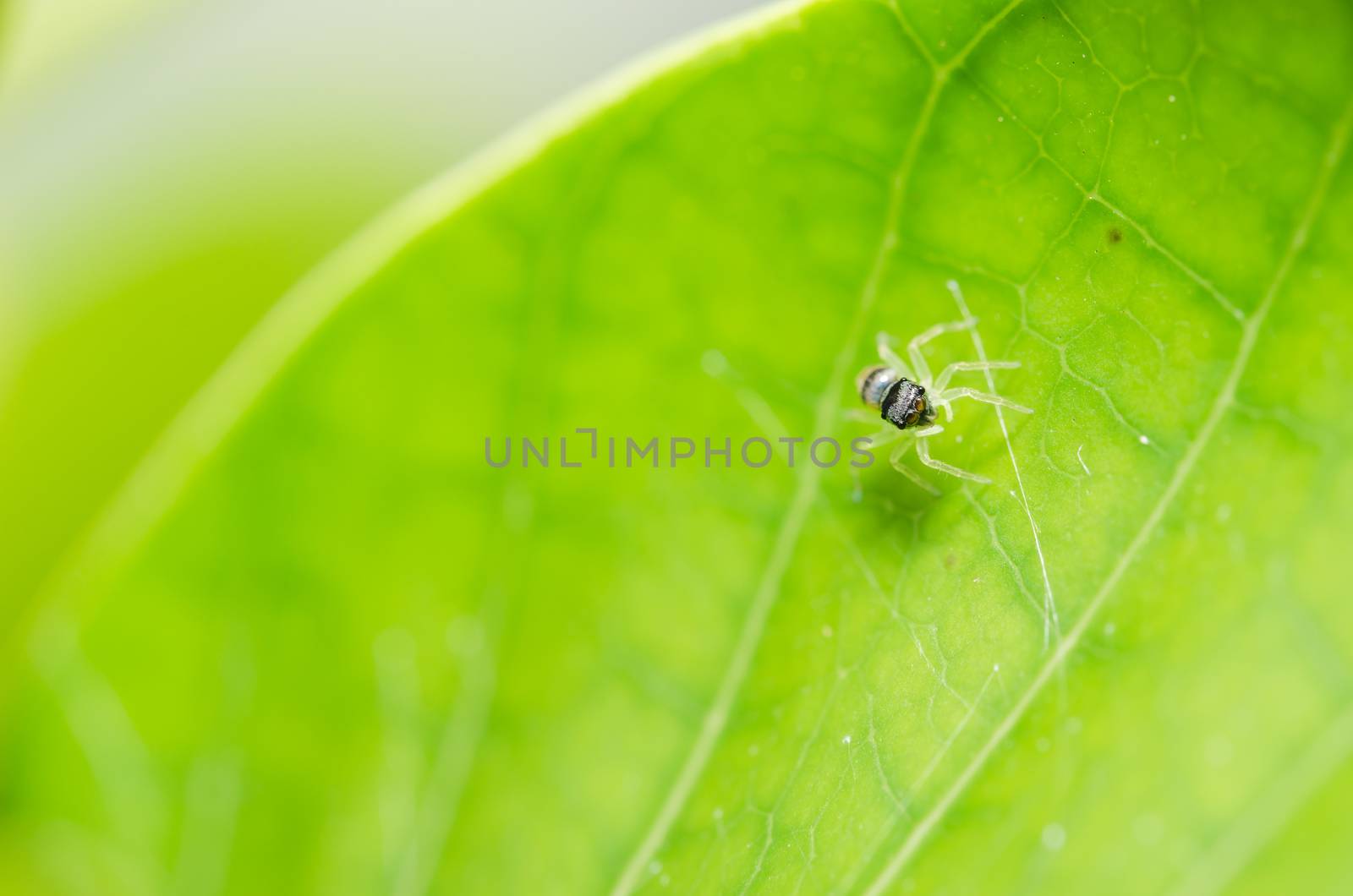 Spider in the nature green background macro shot