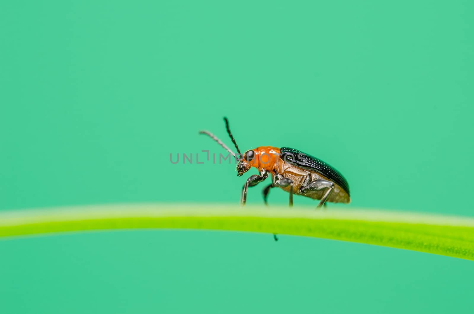 ladybug in the green nature and plant or in the garden