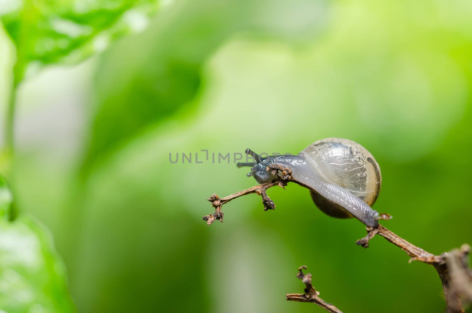 Snails and tree macro shot in the garden or forest