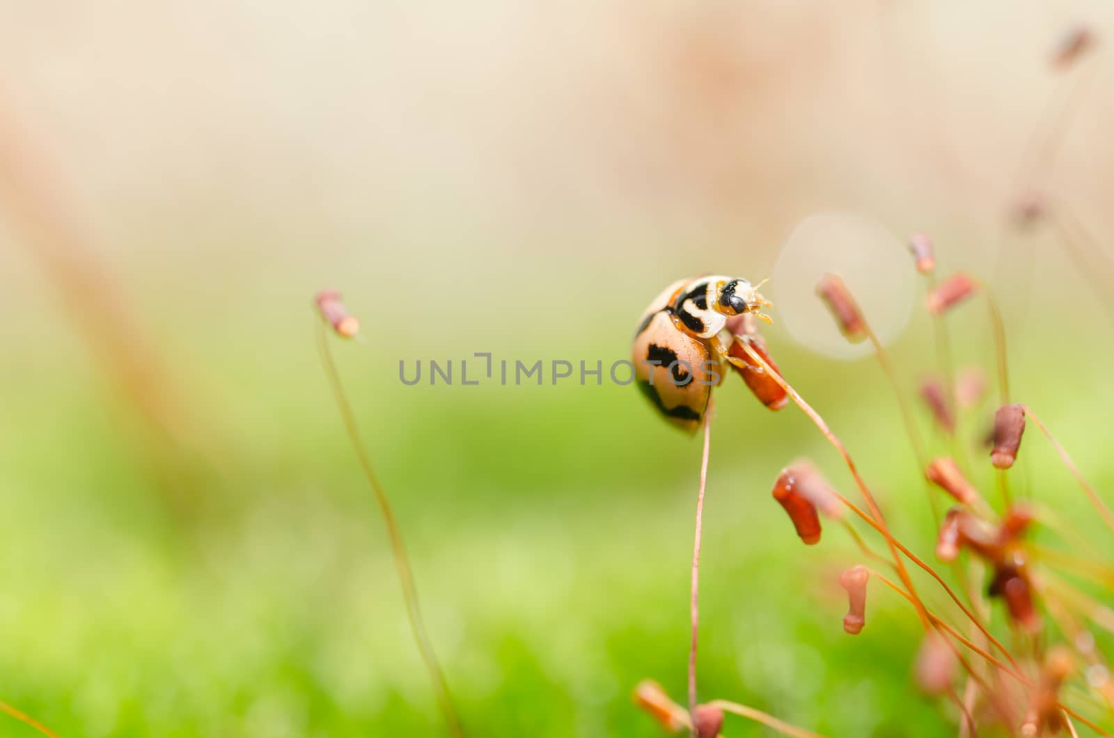 ladybug in the green nature and plant or in the garden