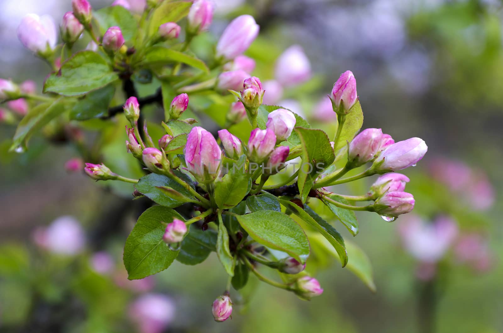 Branch pears with pink flowers in the rain drops by AlisLuch