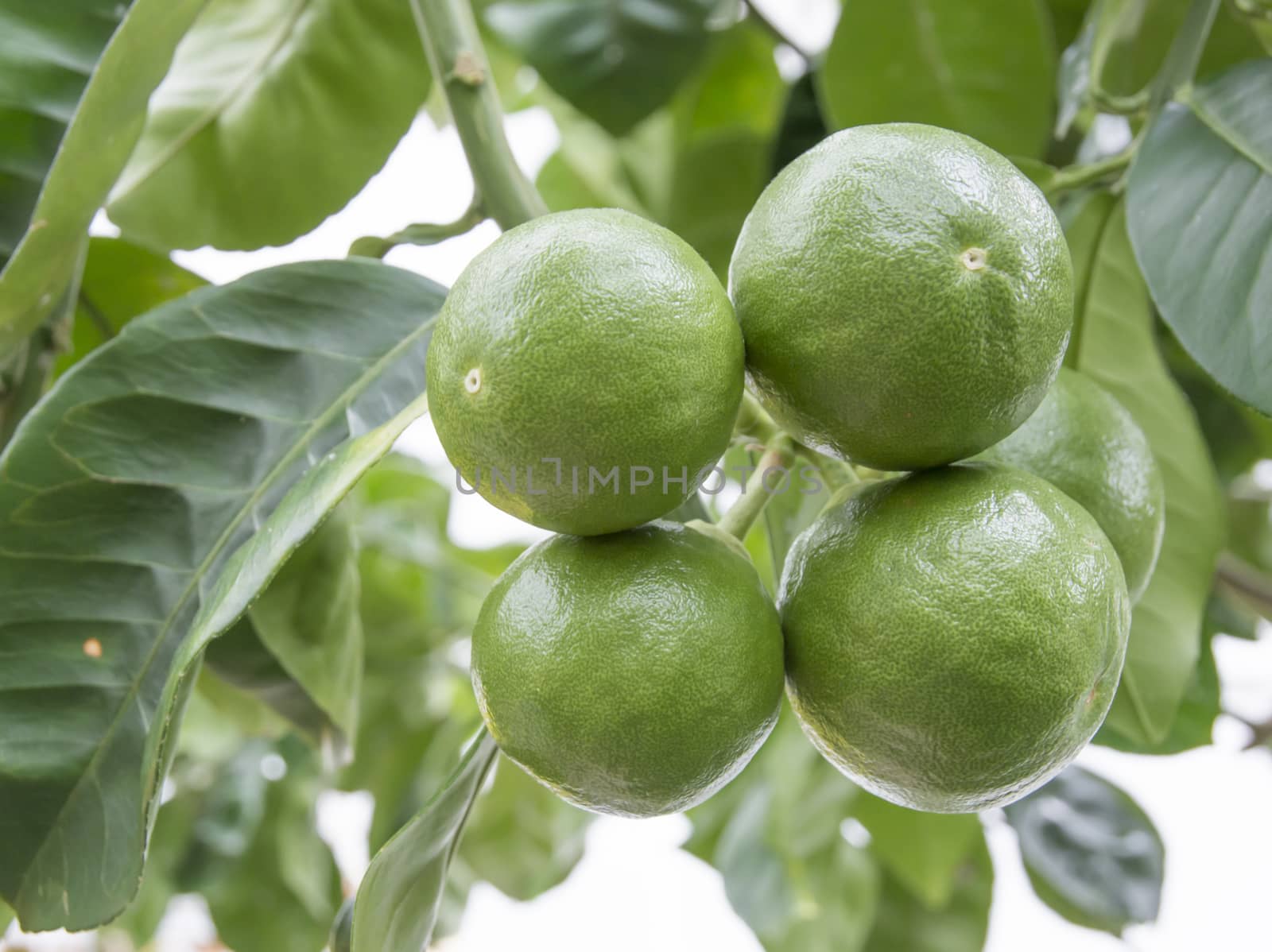Lime fruits ripening on a tree