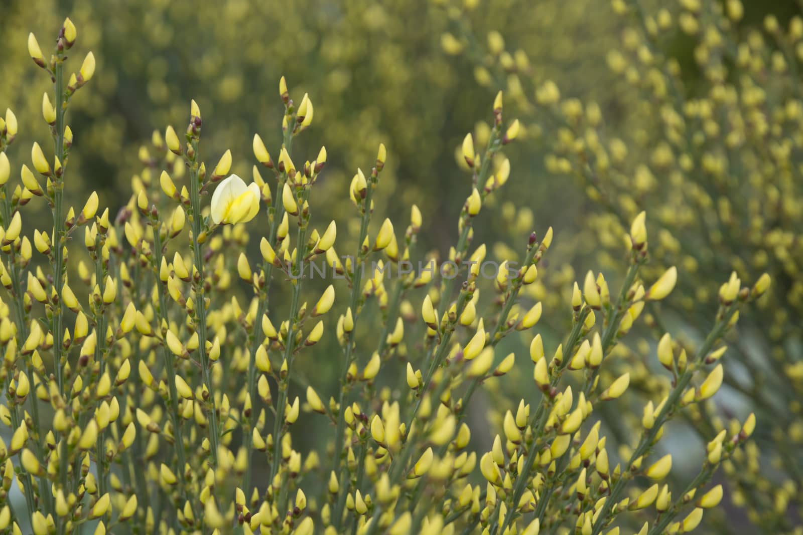 Warminster broom, Cytisus x praecox, blossoming in May, Stockholm, Sweden.