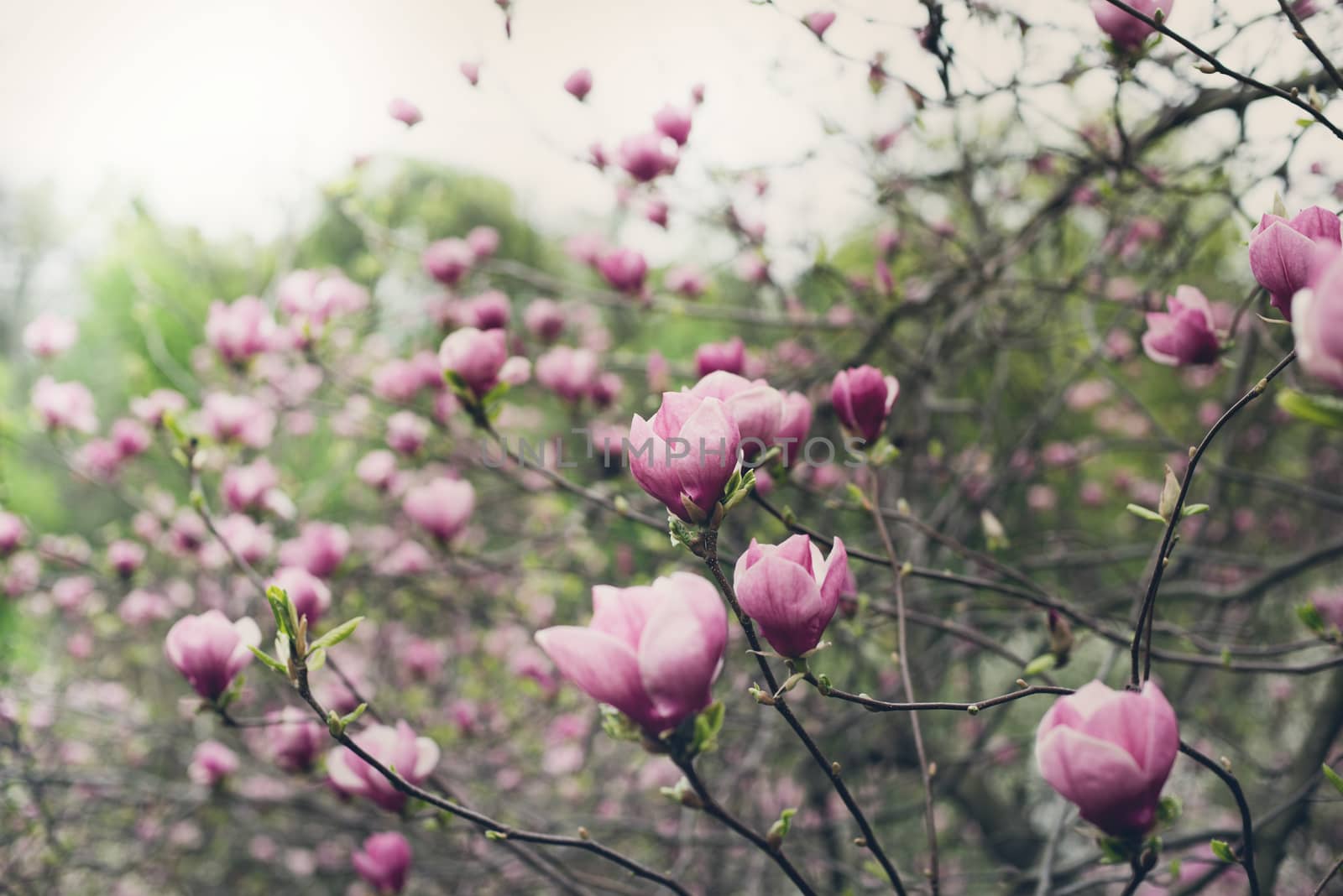 magnolia tree blossom by Nickolya