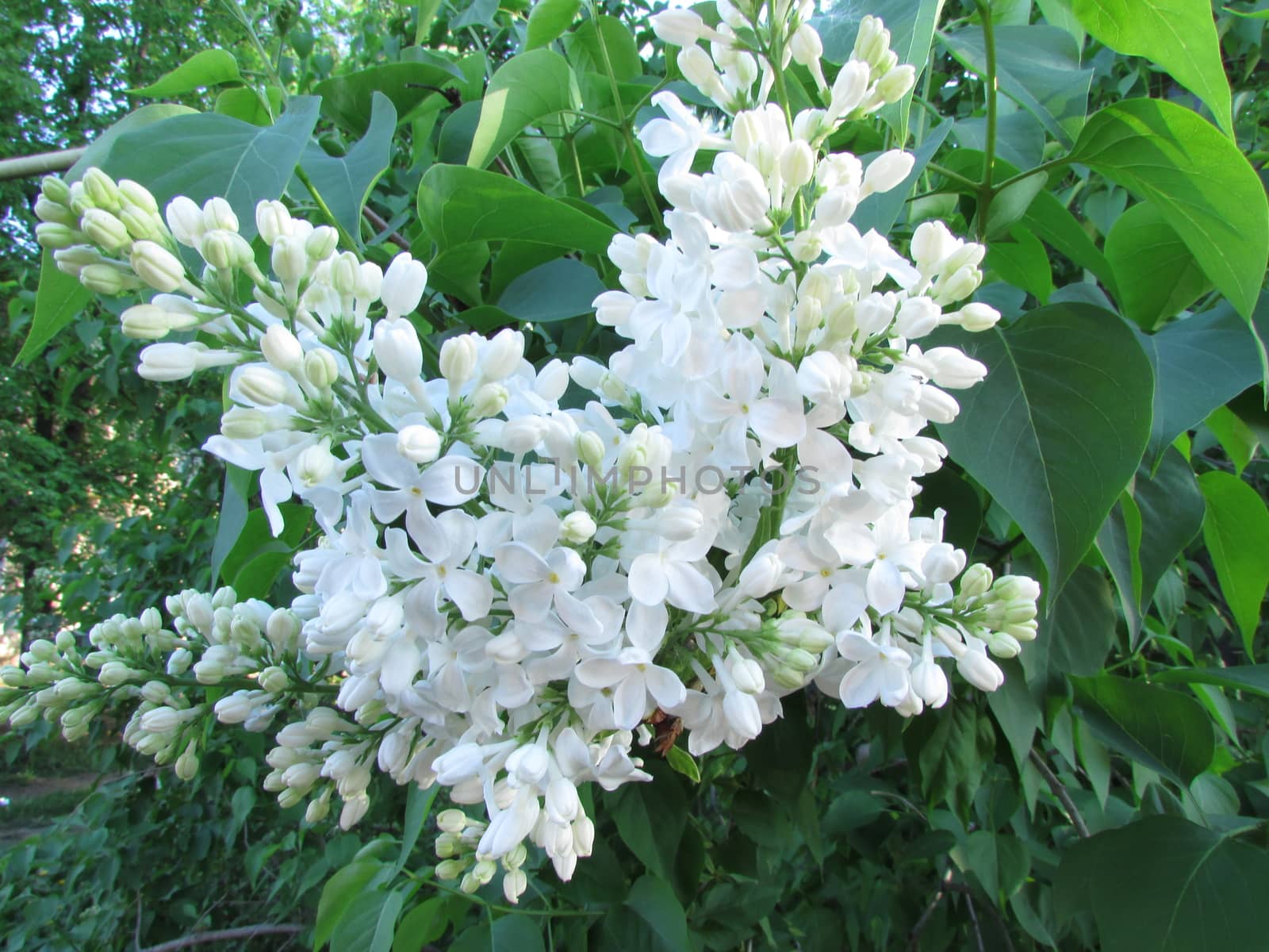 White Lilac by vlad00mir