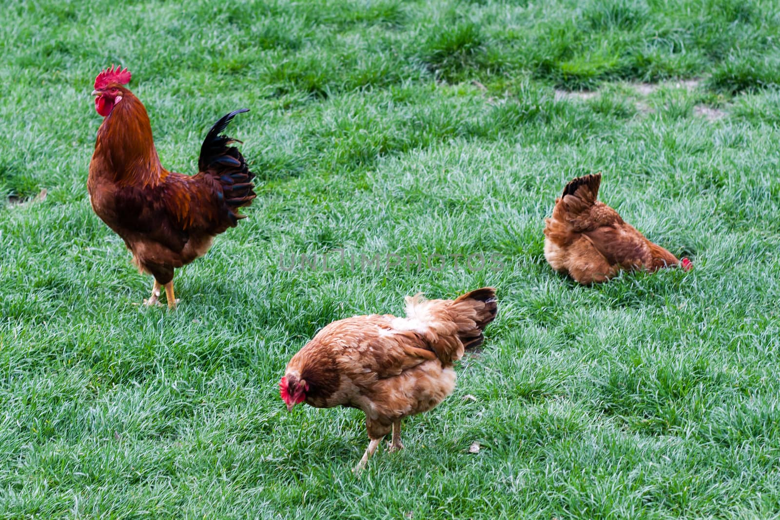 one rooster and two hens in green grass