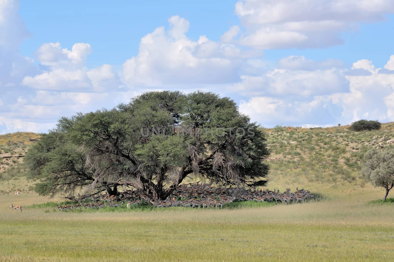 Springbok herd hiding from the harsh midday sun under Camel-thorn tree in the Kgalagadi Transfrontier Park