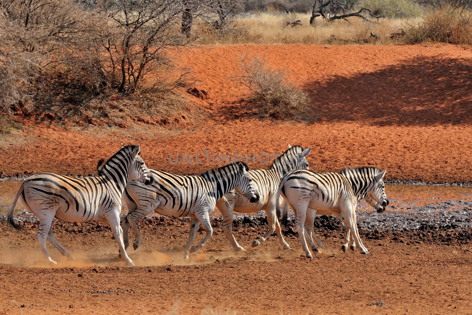 Zebras running, Mokala National Park, South Africa
