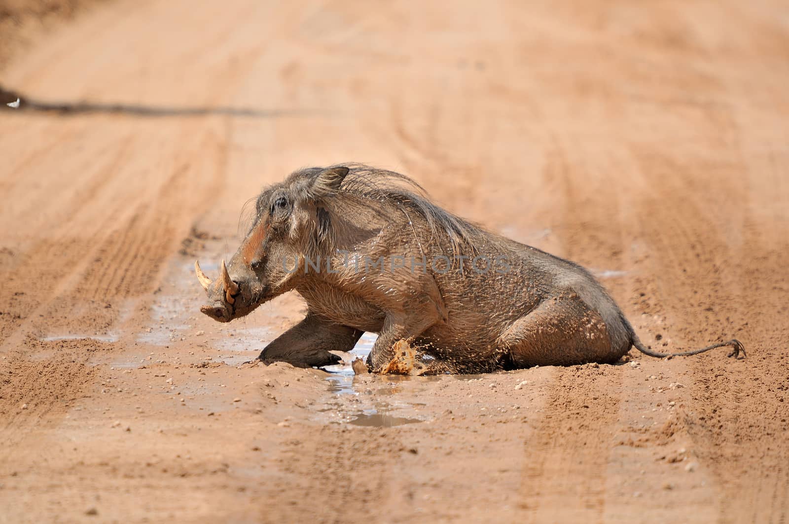 Warthog, wild member of the pig family taking a mud bath
