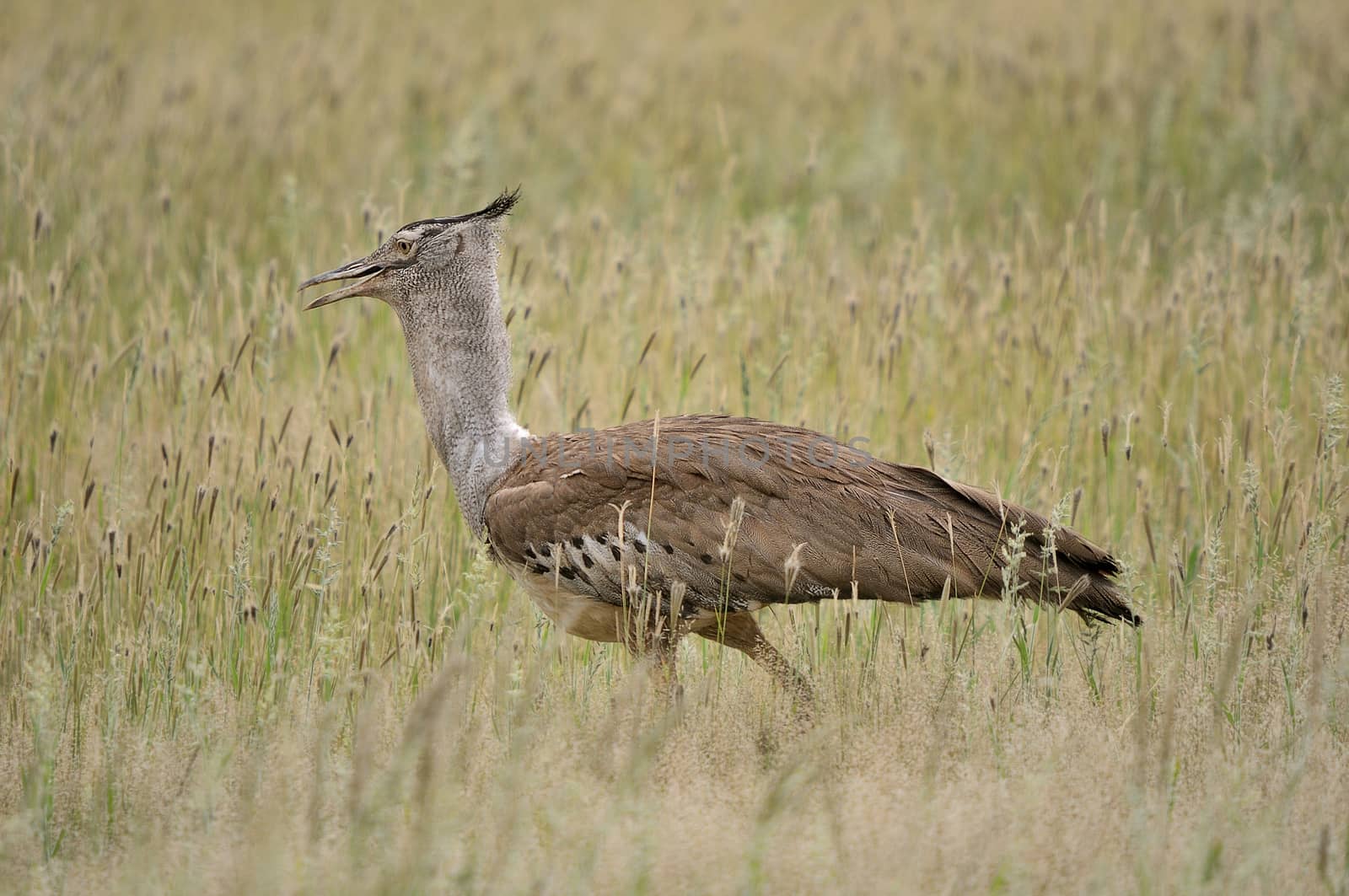 Kori Bustard in the Kgalagadi Transfrontier Park, South Africa. It is the biggest bird capable of flying
