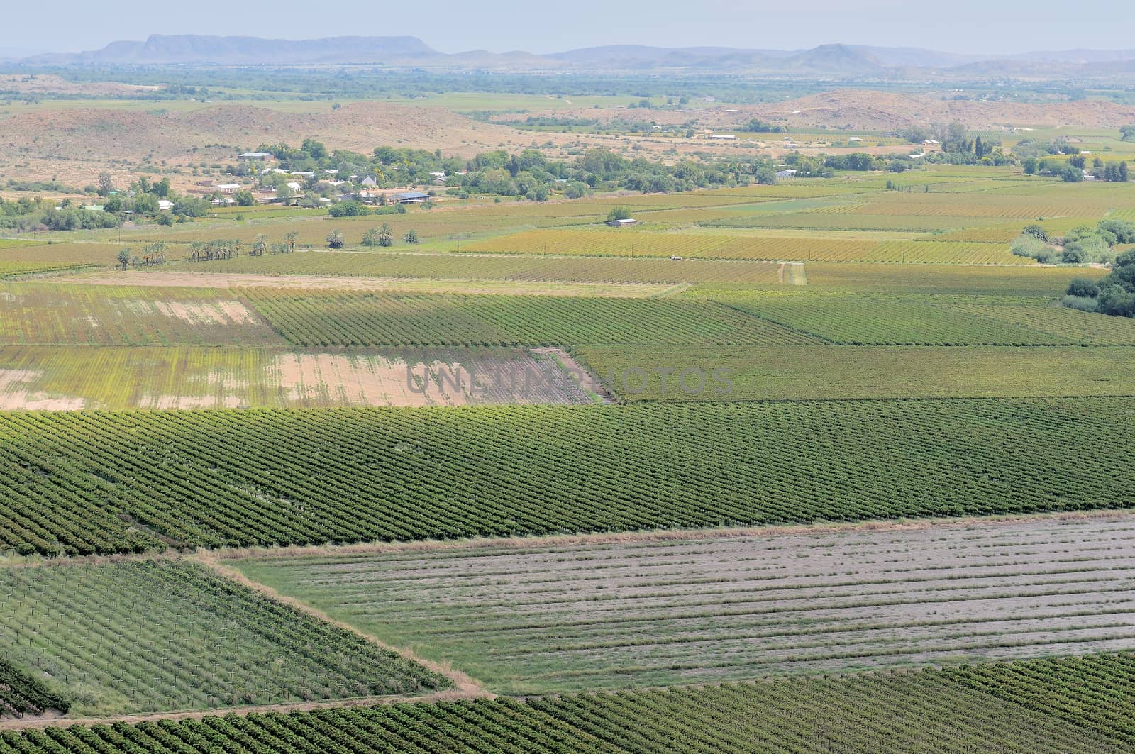 Vineyards at Keimoes in the Northern Cape Province of South Africa

