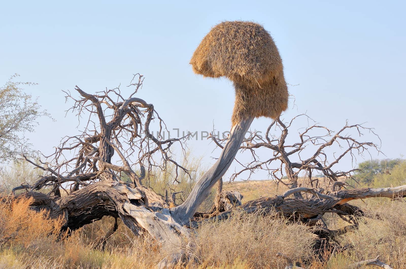 Dead tree with Sociable Weaver community nest in the Kgalagadi Transfrontier Park
