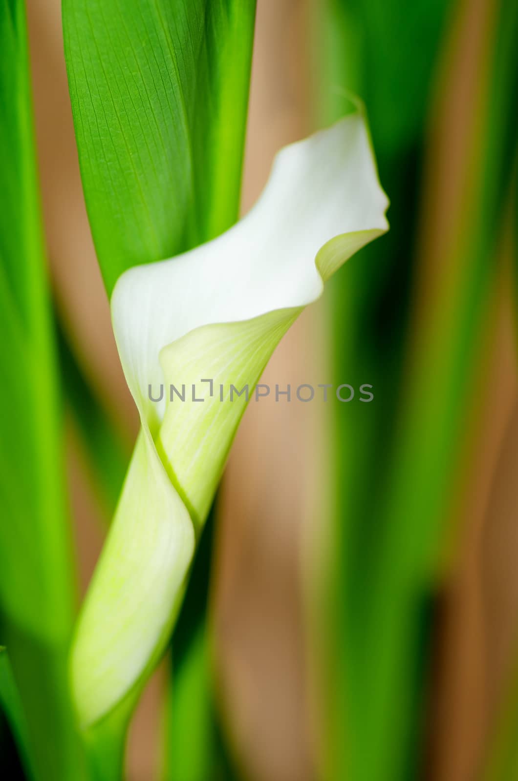 Beauty White Calla Lily Details between Green Leafs closeup. Focus on Edge of Petals