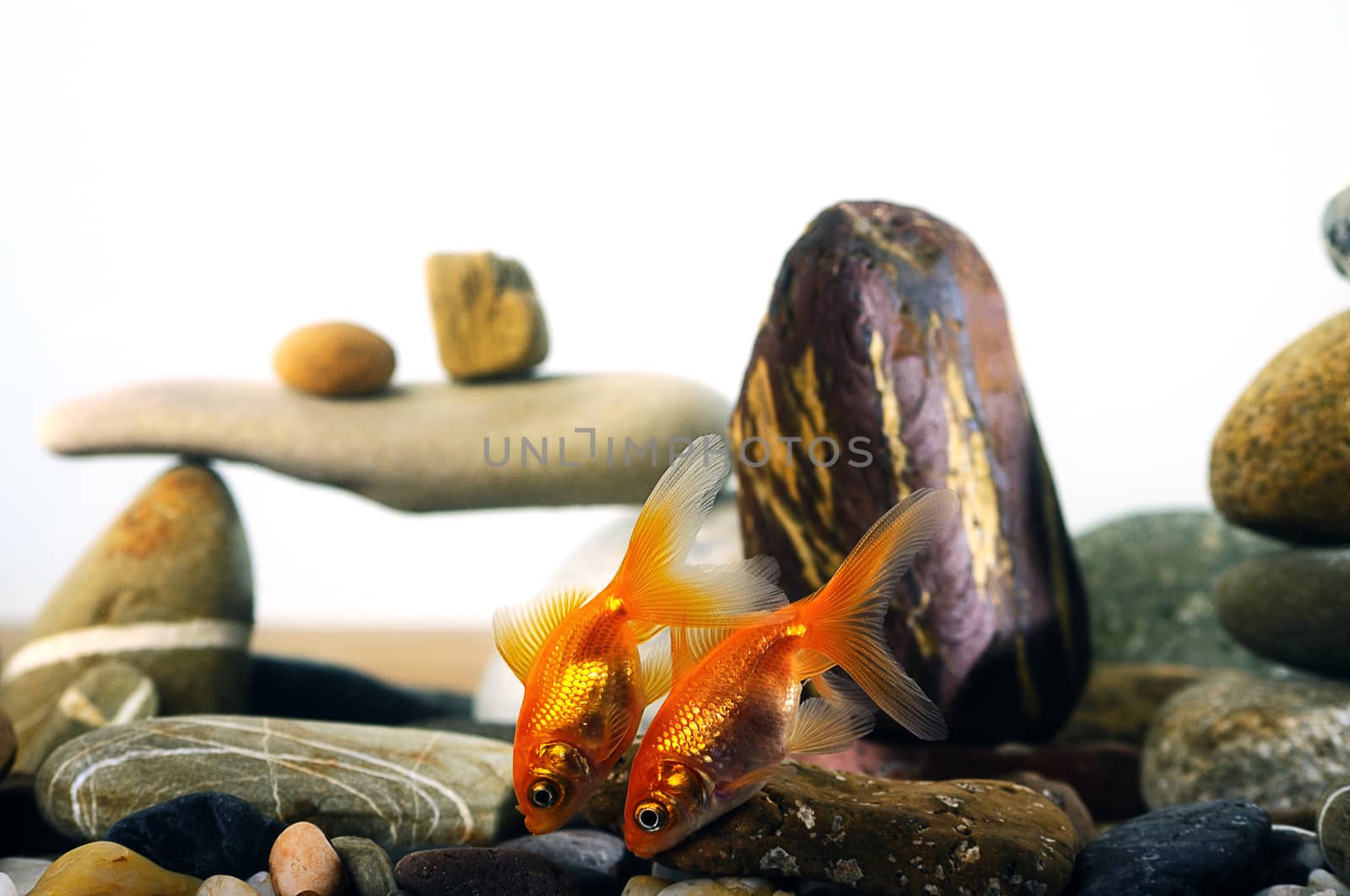 couple goldfish in aquarium over well-arranged zen stone