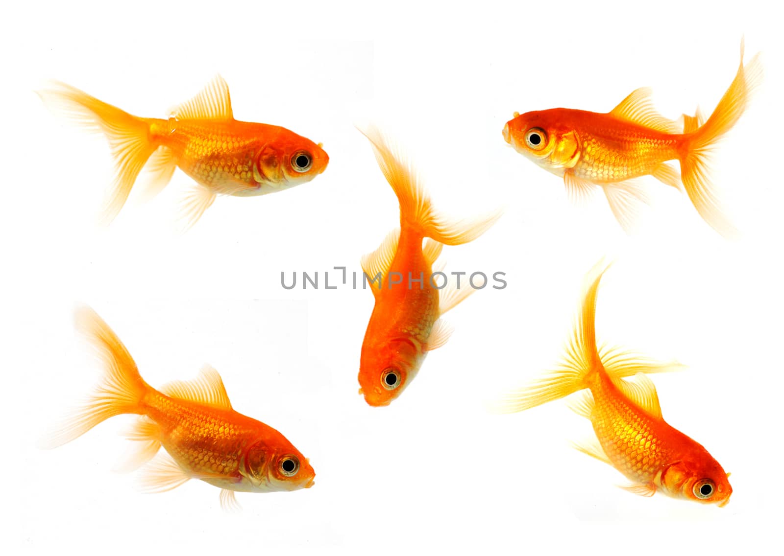 goldfish collection  by ivosar