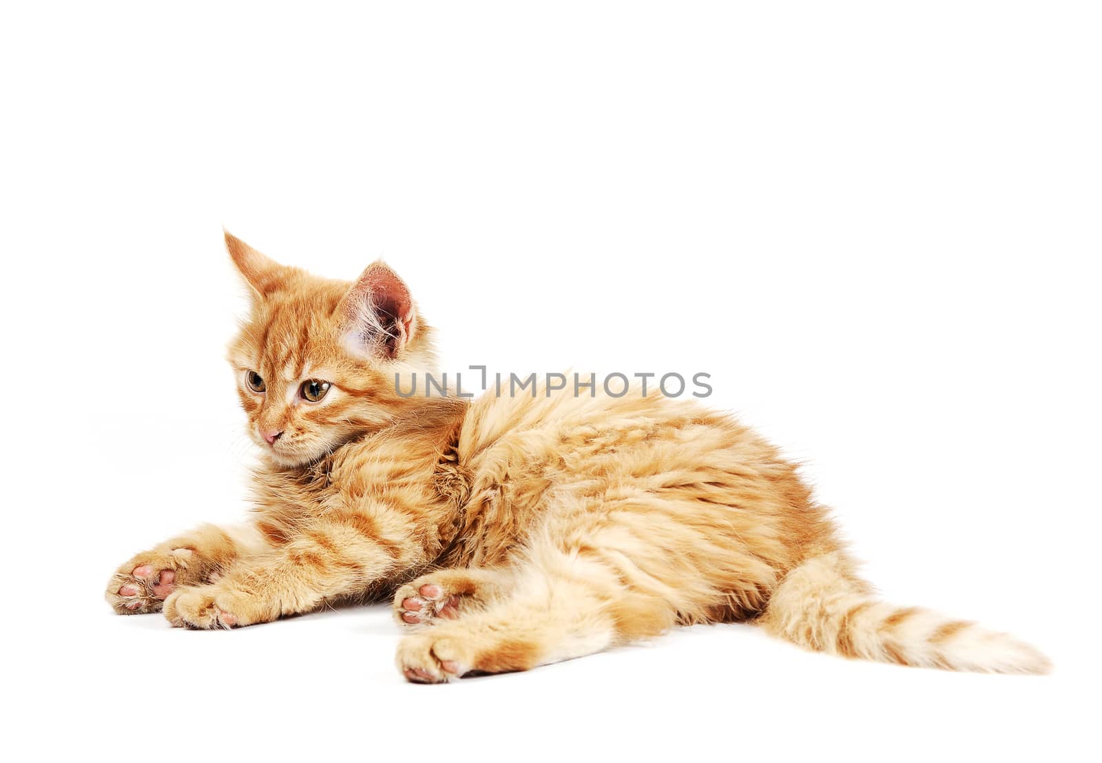 Cute little red kitten isolated on white background