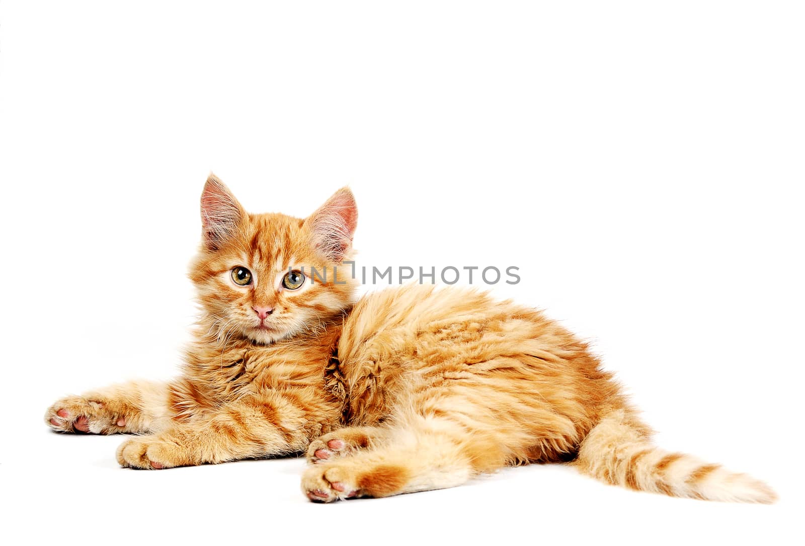 Cute little red kitten isolated on white background
