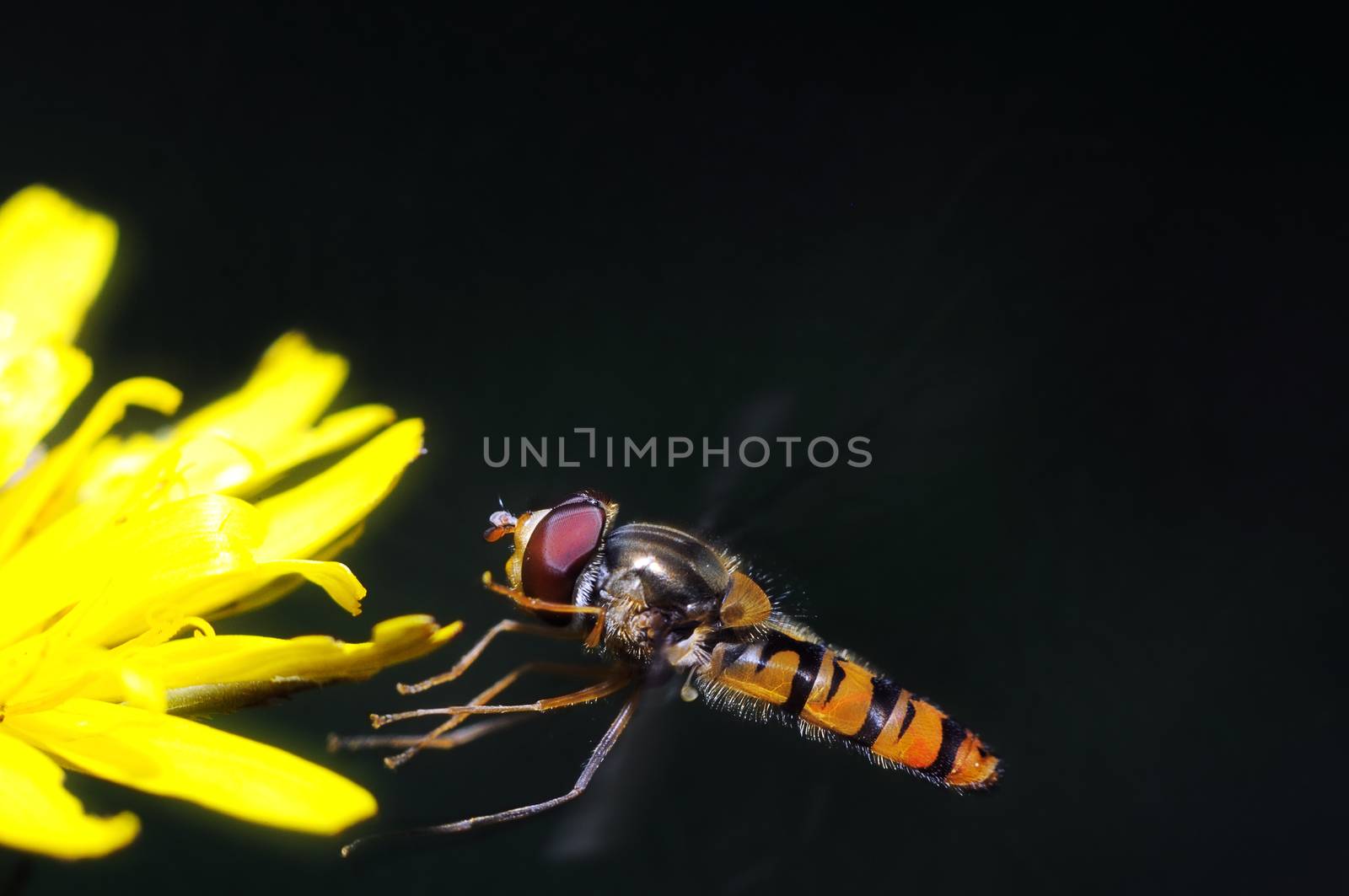 yellow fly looks like a sting on a flower