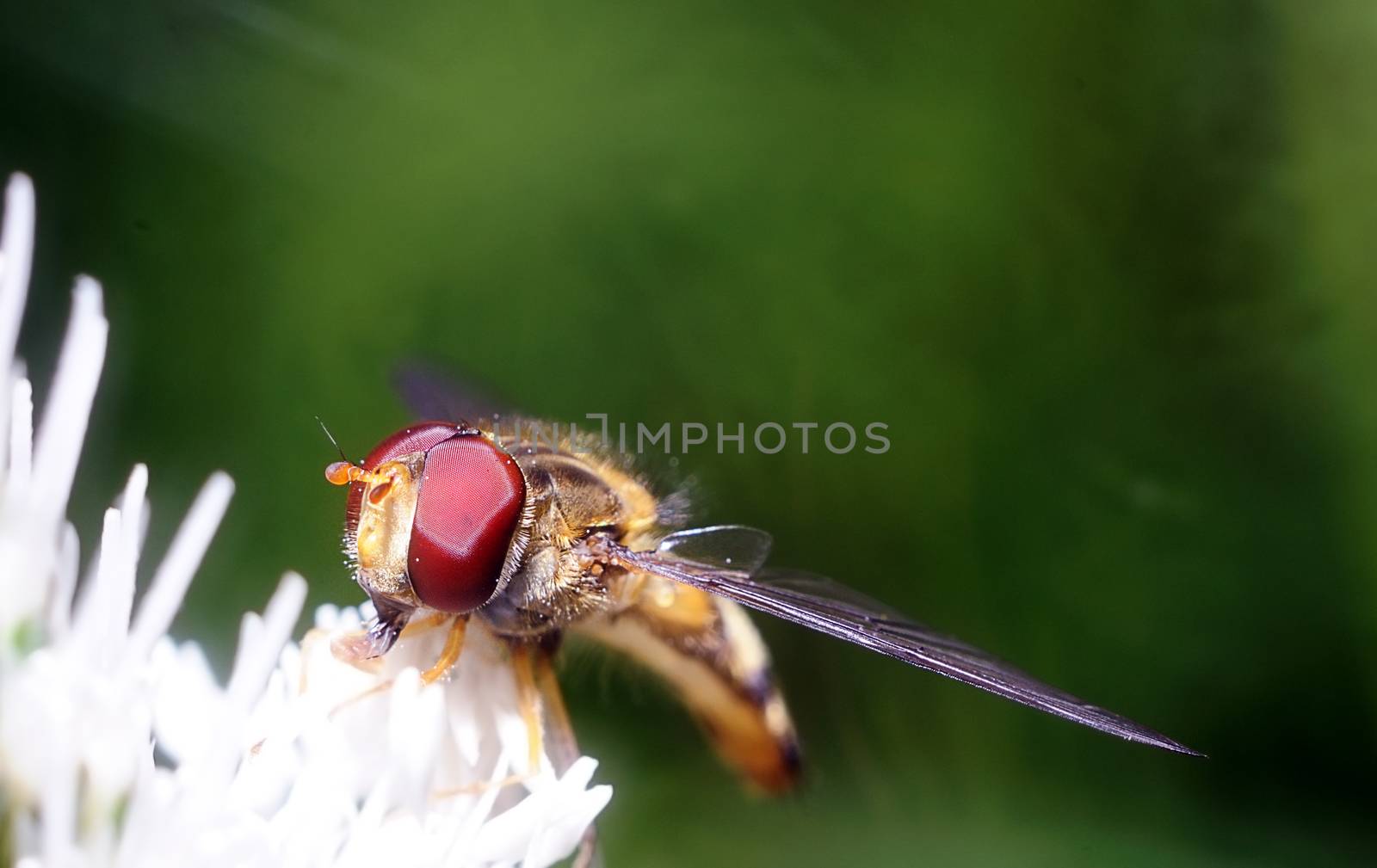 yellow fly looks like a sting  by ivosar