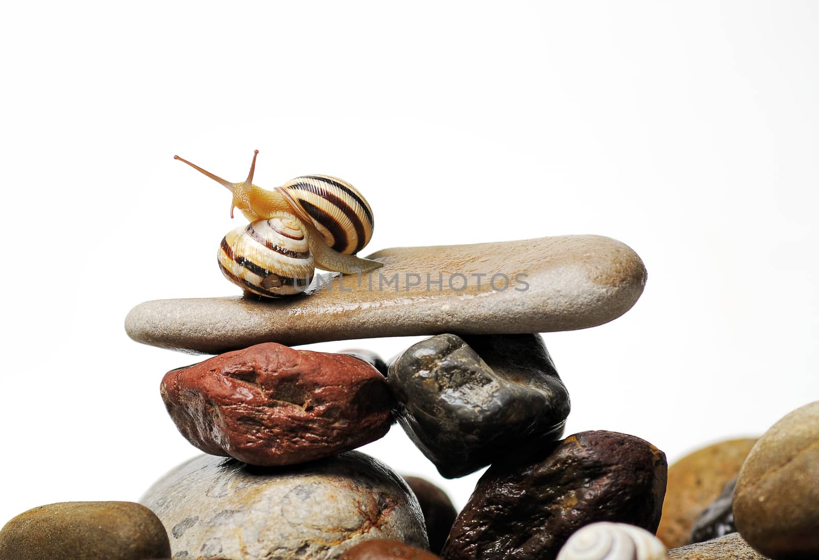 Two garden snails and fly  on colorful stones on white