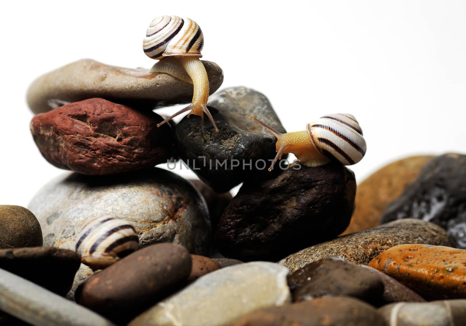 Three  garden snails on colorful stones on white