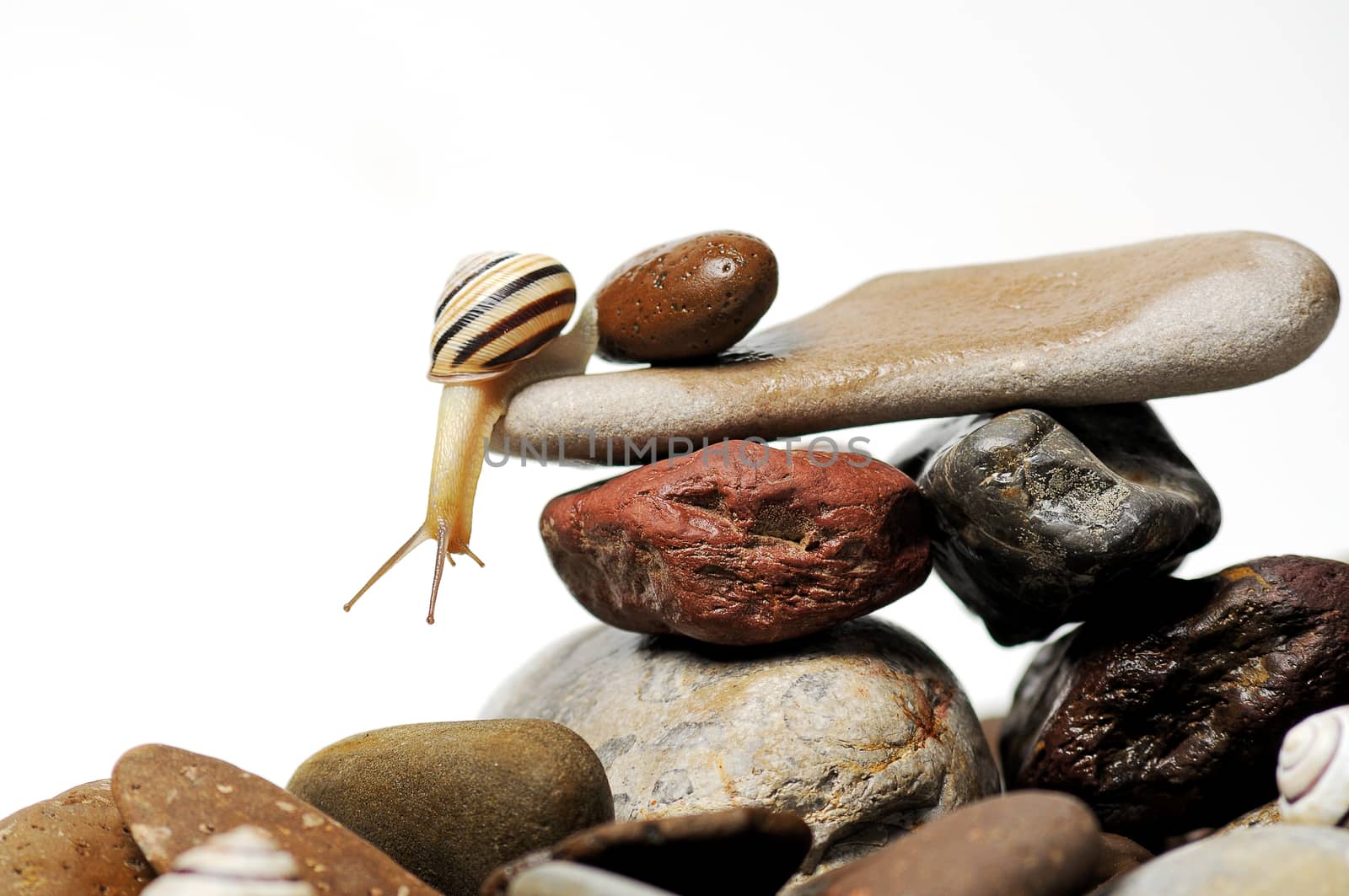 snail  on rocks by ivosar