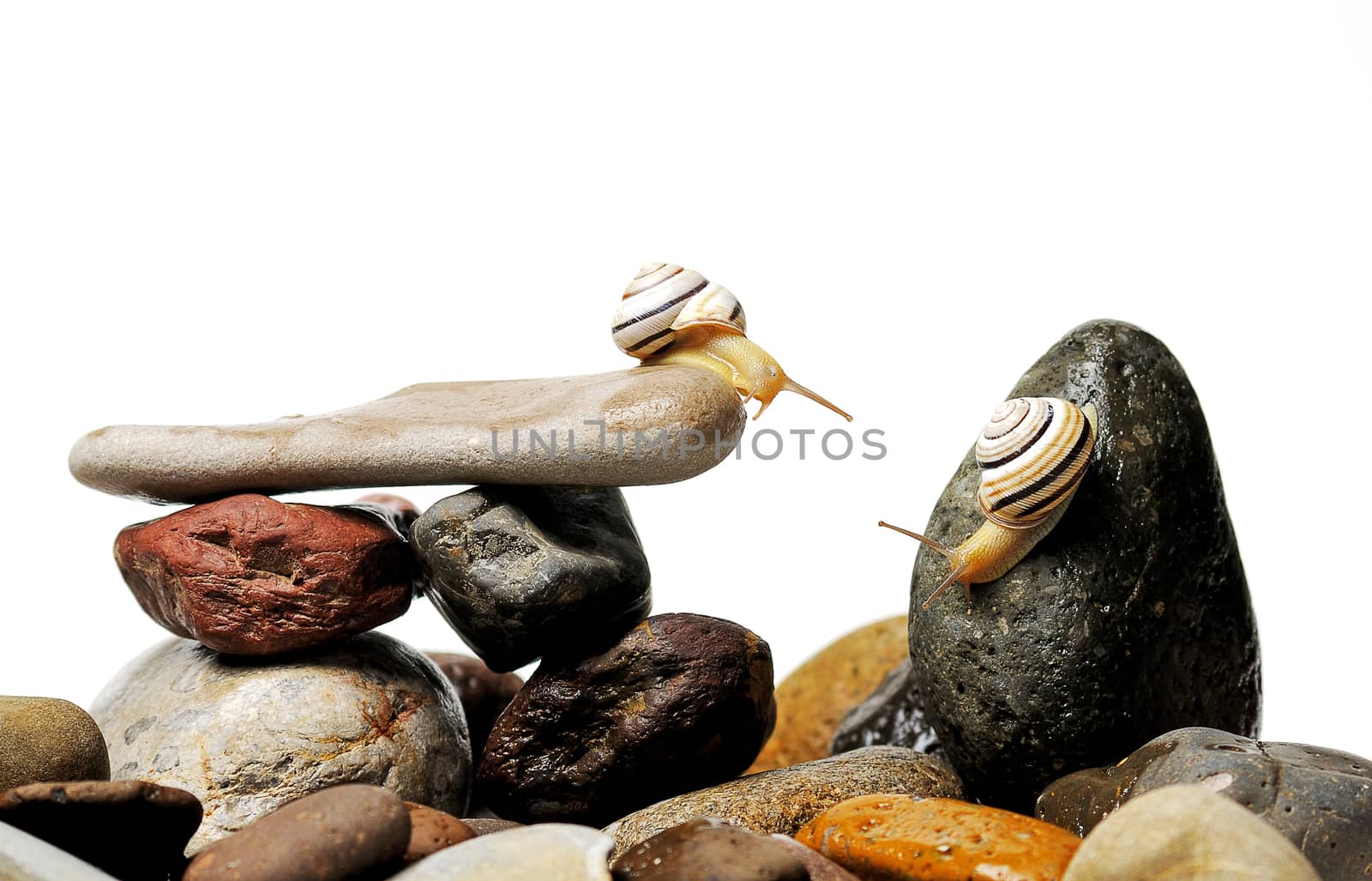 snails on rocks by ivosar