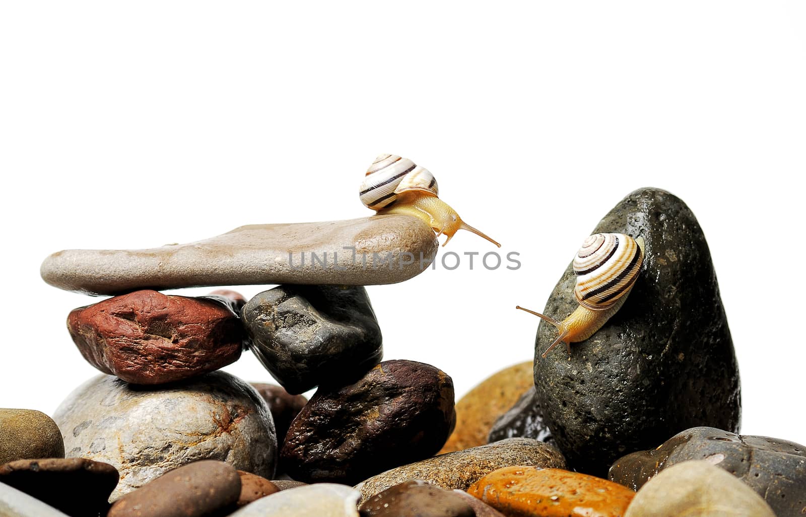 Two garden snails on colorful stones on white