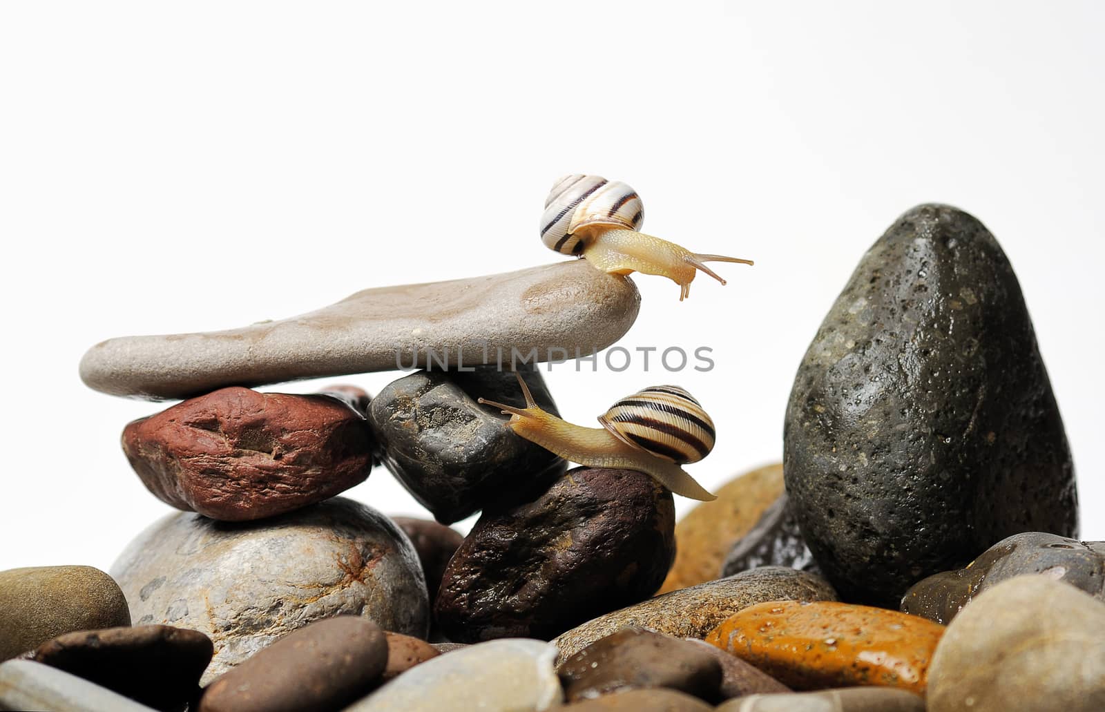 Two garden snails on colorful stones on white