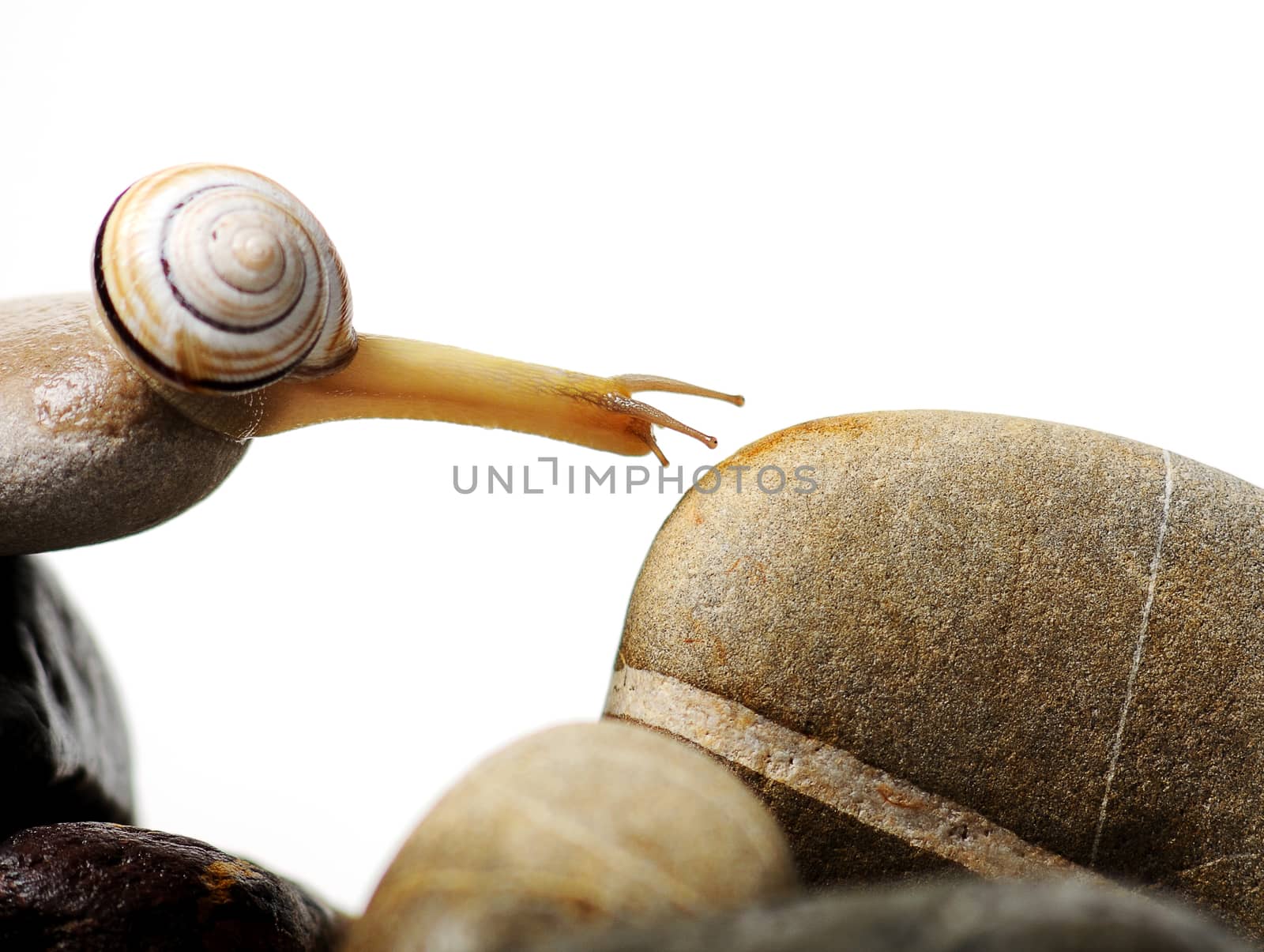 garden snail on colorful stones on white