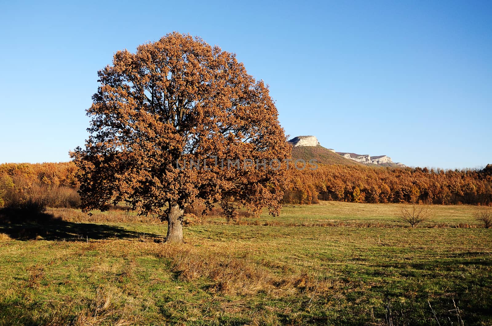 Lonely beautiful autumn tree and rocks on background .