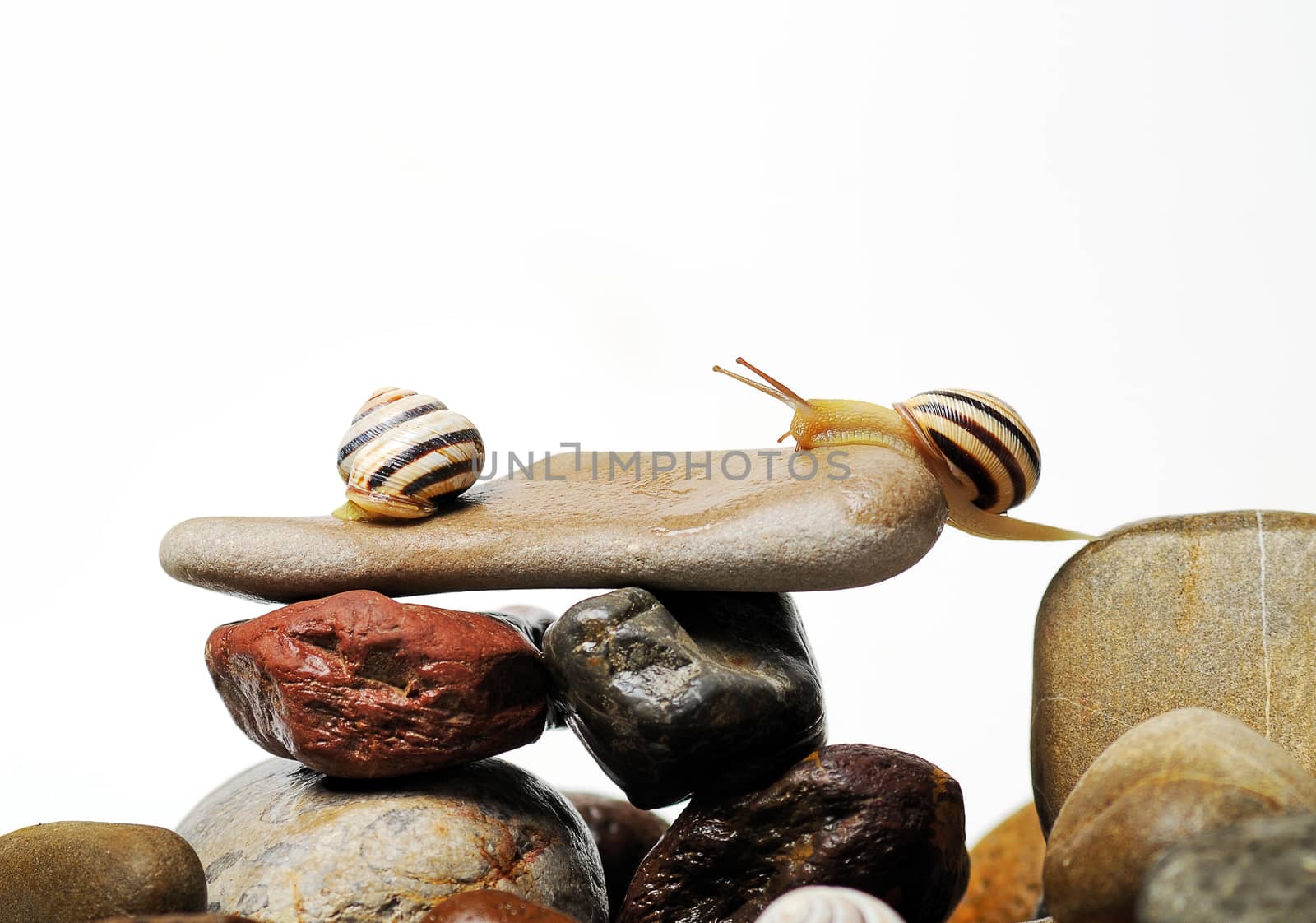 Two garden snails and fly  on colorful stones on white