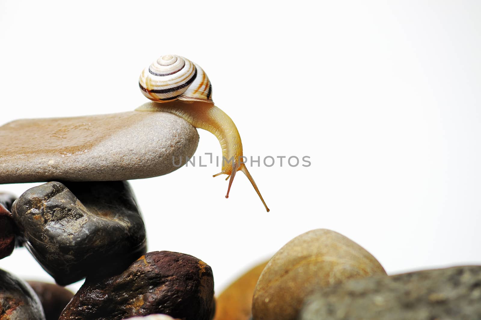 snail  on rocks by ivosar
