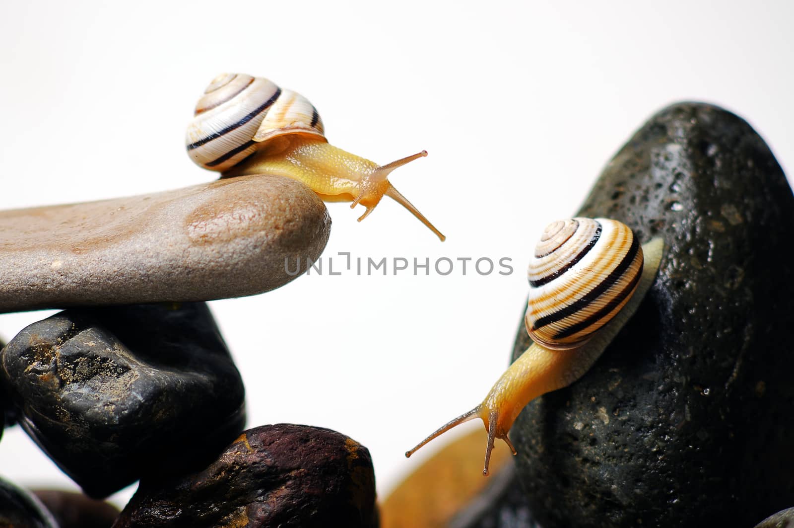 Two garden snails on colorful stones on white