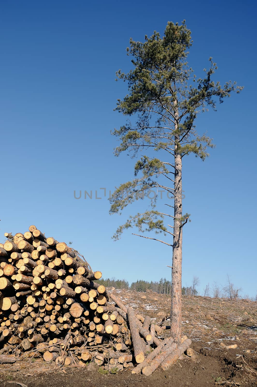 Timber Stack on clearcutting area and a lonely tree