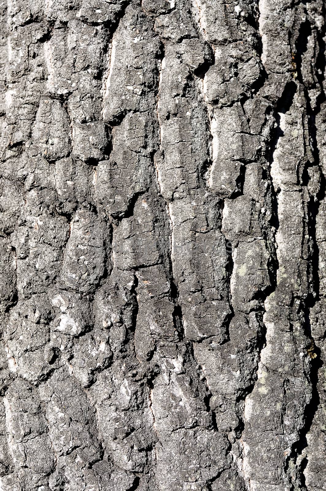 Old Wood Tree Texture Background Pattern close up