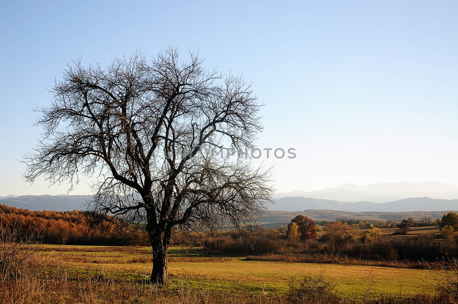 Lonely beautiful autumn tree and mountain  on background .